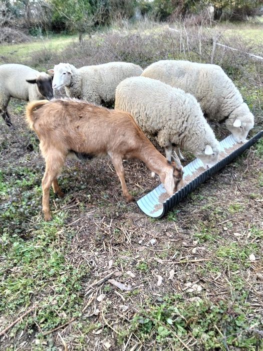 Ovelhas e cabras