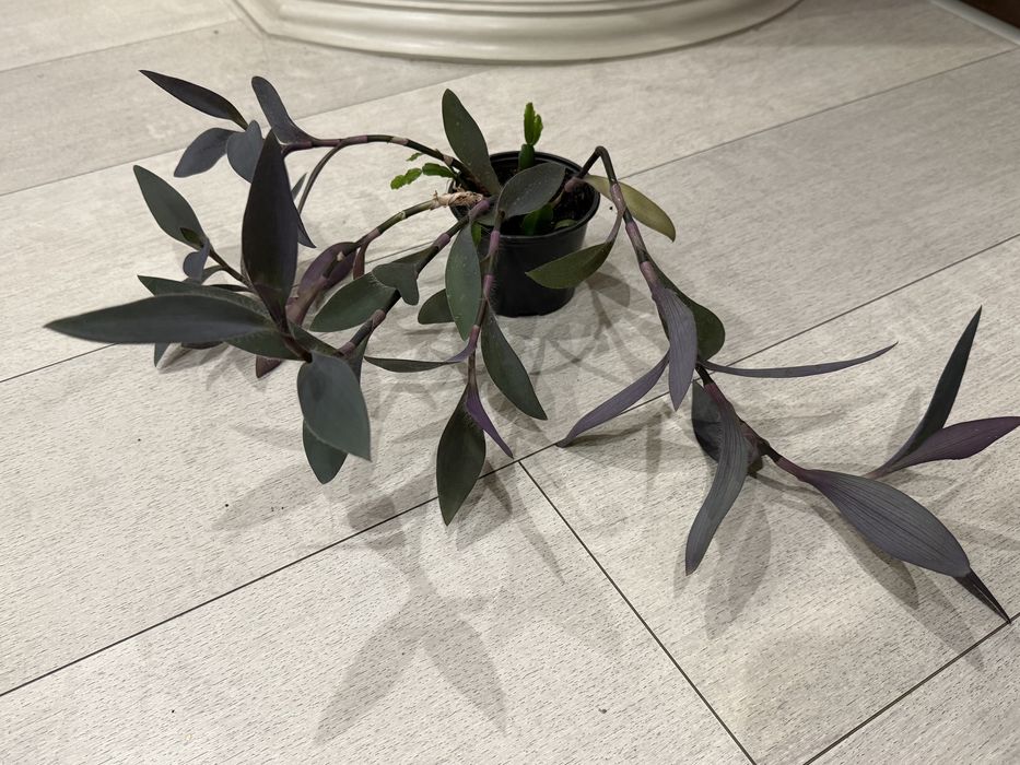 Крассула, денежное дерево, суккулент, толстянка.