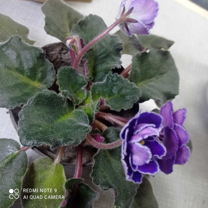 Сенполия, Узамбарская фиалка, 2 сорта