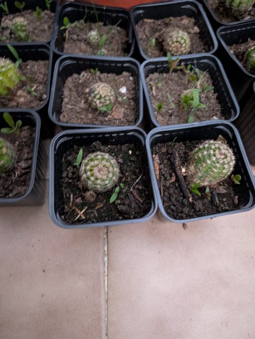 Cactos em vaso - várias unidades disponíveis