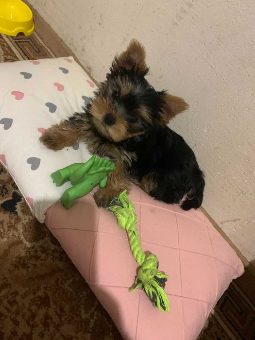 Кобель для вязки