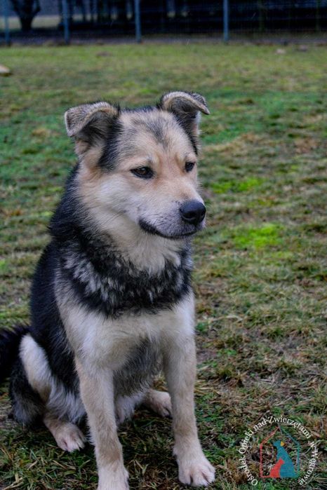 PIĘKNY, MŁODY, WESOŁY, towarzyski, lubi się bawić - adoptuj !!!