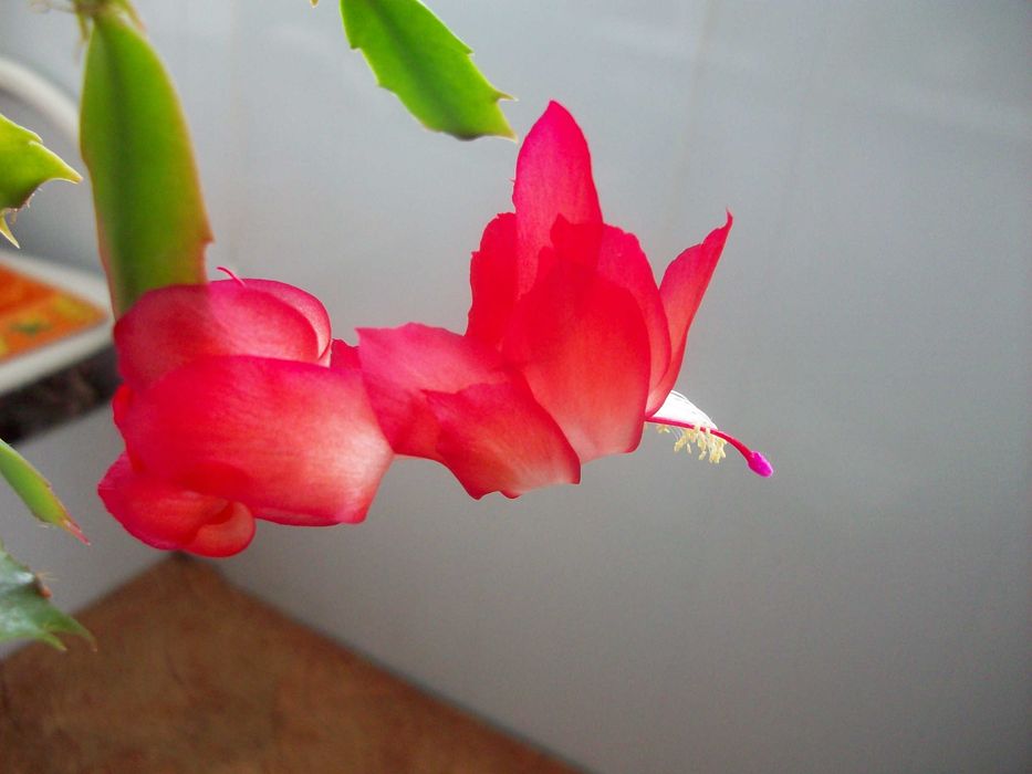 Зигокактусы Декабрист Шлюмбергера Пасхальник СегментыКомплект 10сортов