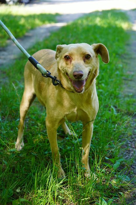 Nancy 2 suczka do adopcji  mała
