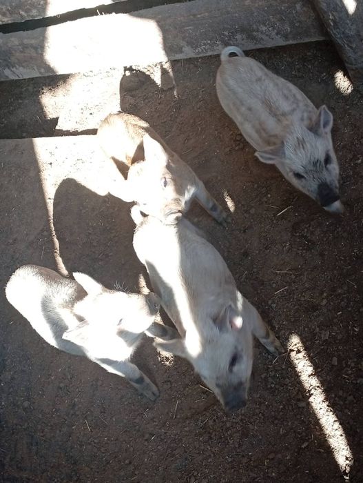 Продаю    поросят