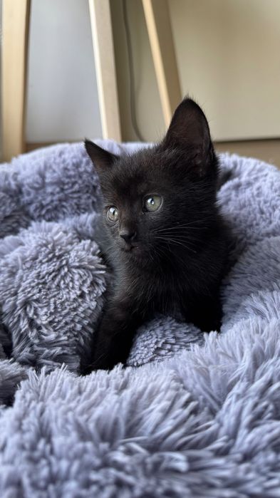 Кошенята Конотоп у добрі руки 0982046477