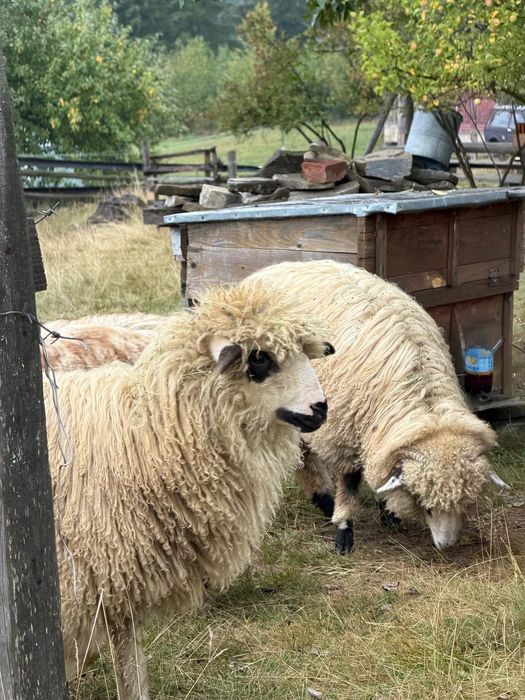 Продам вівці,є річні,піврічні,та 1,5 річні