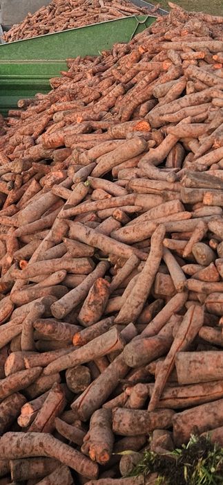 Marchew na pasze lub przemysł ogłowiona