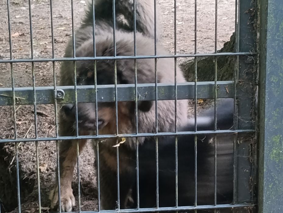 Mastif tybetański-szczeniak FCI