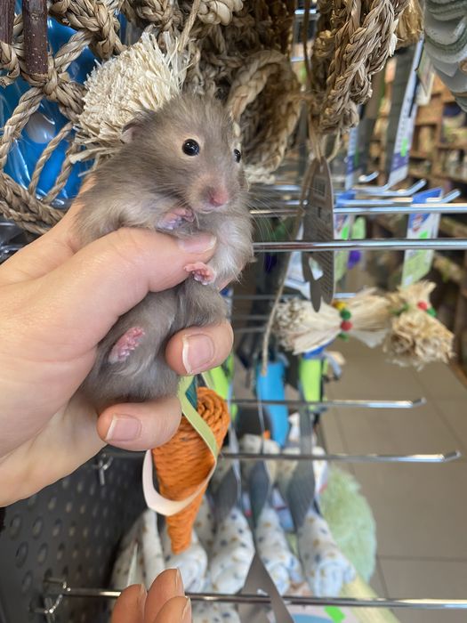 Chomik syryjski szary krótko włosy i długowłosy zooanimals