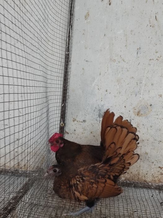 Куры Сибрайт серебро