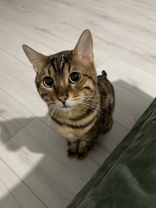 Кіт для вʼязки бенгалець