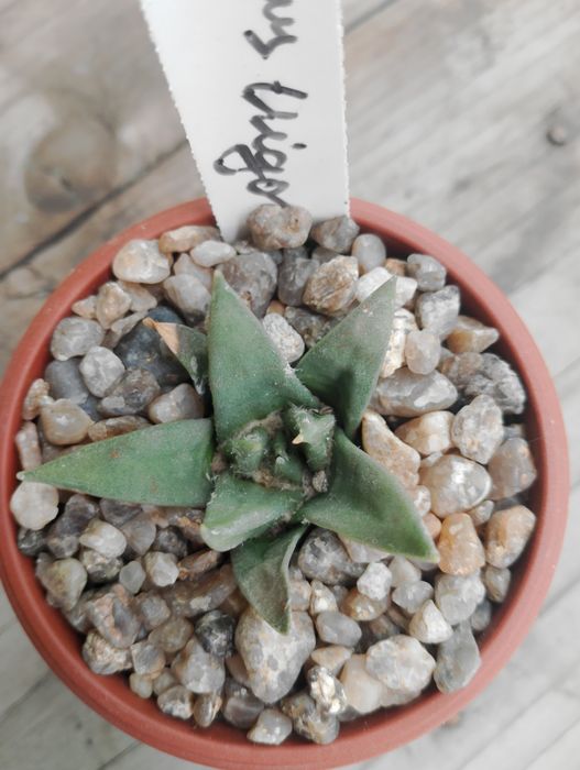 Ariocarpus trigonus