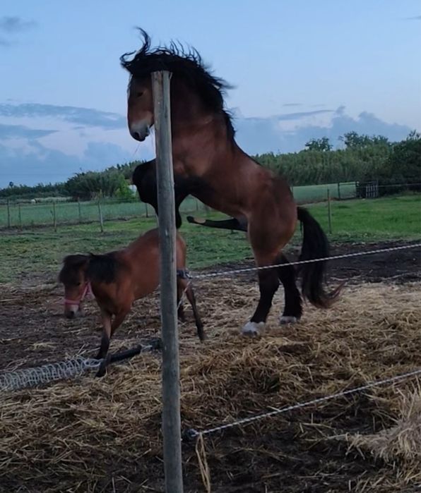 Cobricoes Percheron/Hispano Breton