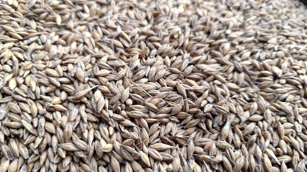 Sprzedam pszenica, pszenżyto, jęczmień, ze zbioru 2025,