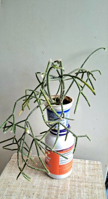 Рипсаліс волосоподібний і др.