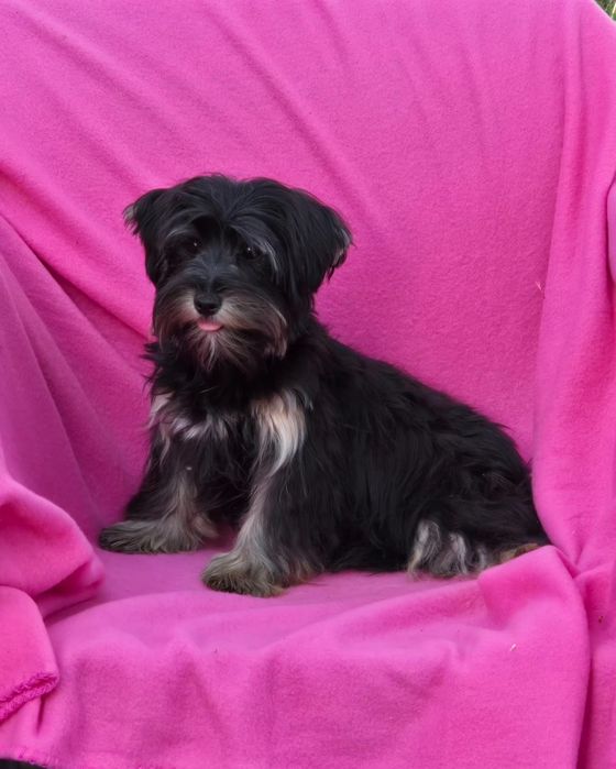 Piesek 7 miesięcy Yorkshire terrier