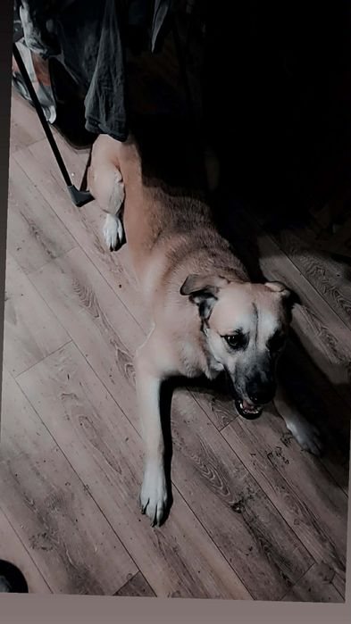 Oddam pieska w dobre ręce