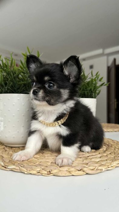 Piesek Czarno-biały Chłopczyk z Rodowodem Miniaturka Milan