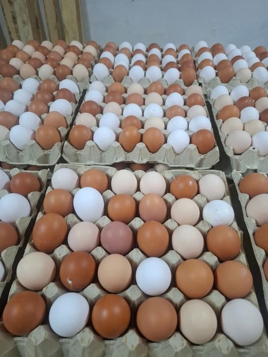 Sprzedam jajka z dostawą do domu hurt/detal