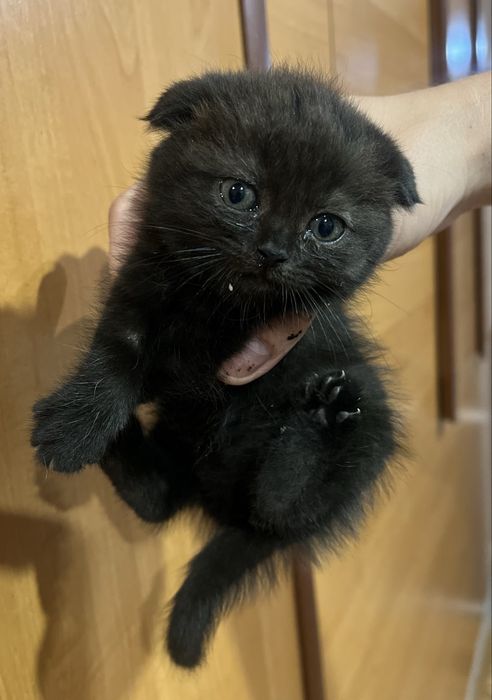 Дуже милі кошенята