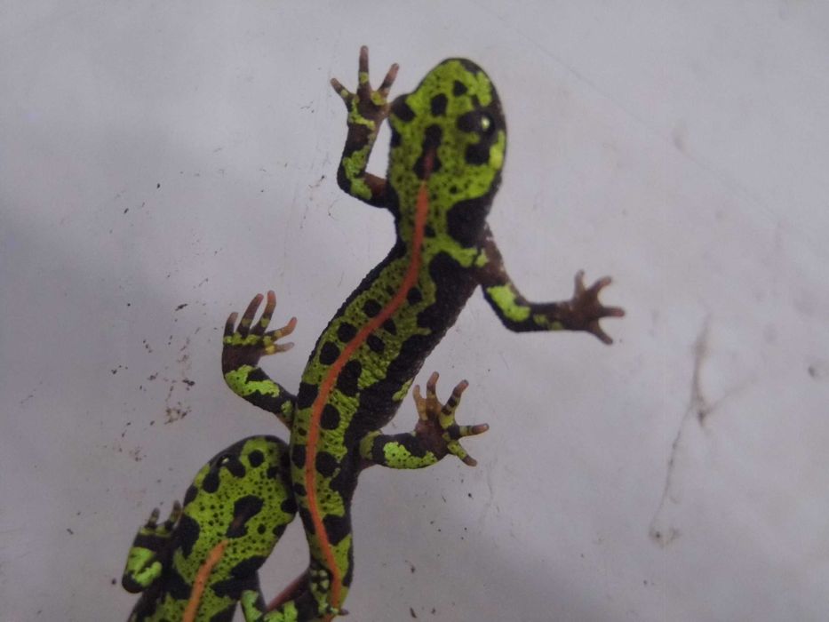 Traszka marmurkowa (Triturus marmoratus) na sprzedaż
