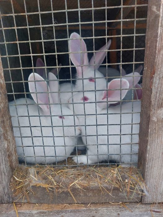 Кролі Термонська біла