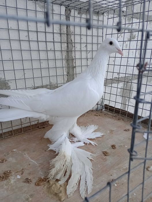 Gołębie bocian dolnośląski ozdobne