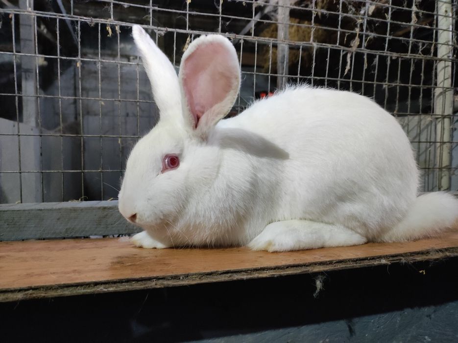 Термонська біла,Панон,Полтавське срібло