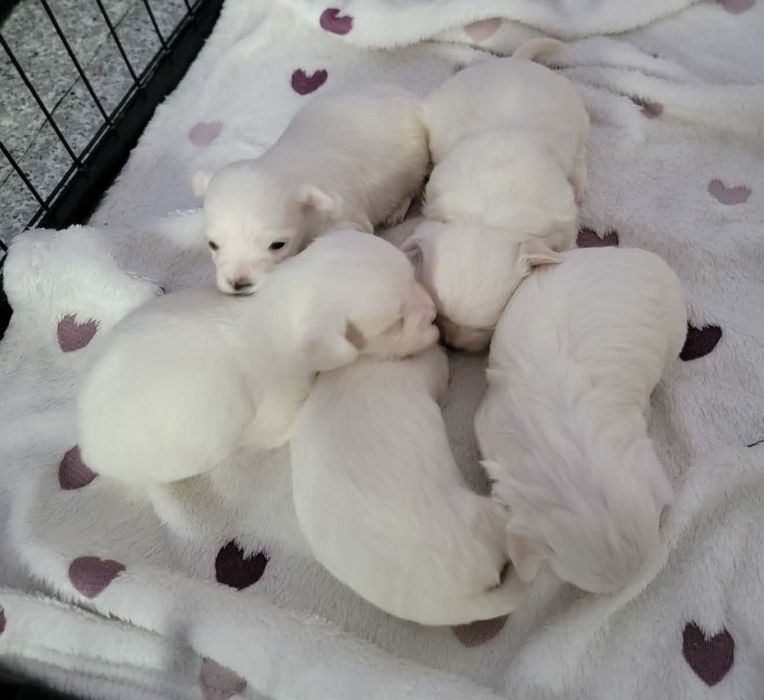 Maltańczyk biała kuleczka