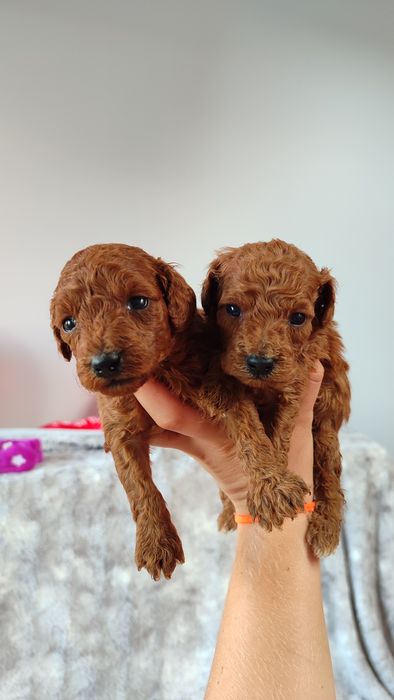 Pudel toy miniatura Red