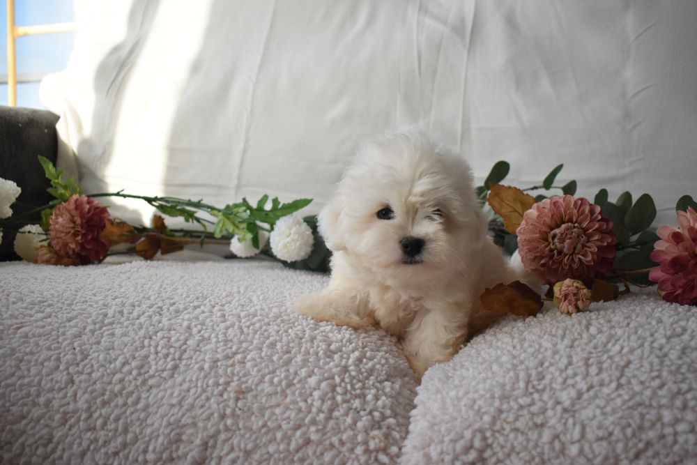Bichon Maltês Mini . Pronto para entrega.