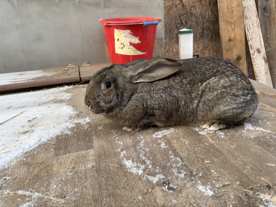 Do sprzedania samica młoda