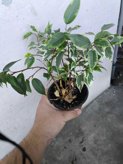 Фікус бенджаміна мікс два види.