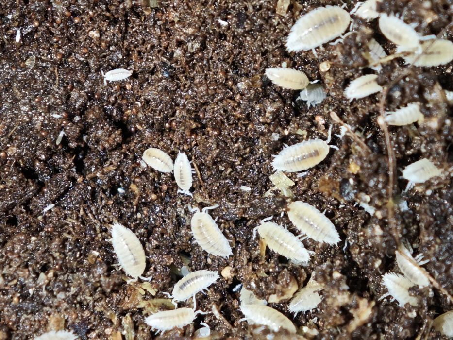 Trichorhina tomentosa 100 sztuk