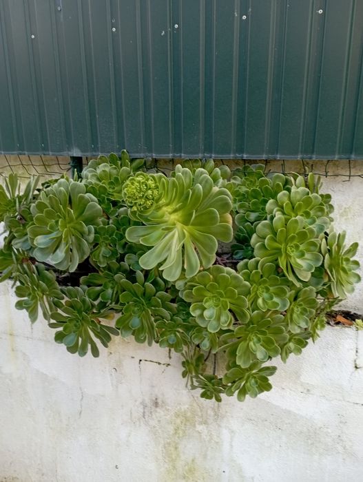 Suculentas Maravilhosas