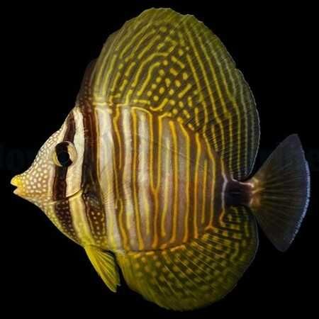 Zebrasoma veliferum (L) – pokolec żaglopłetwy ryba morska Kingdom of Corals