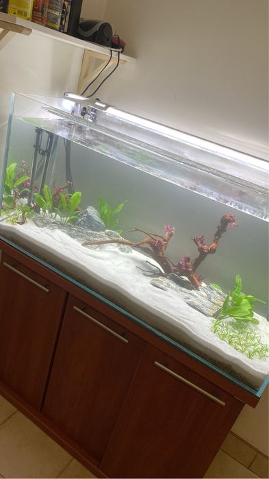 Zestaw Akwarium Opti white 200 L