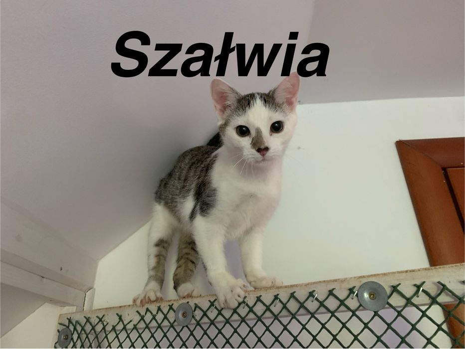 Kwieciste kociaki do adopcji!