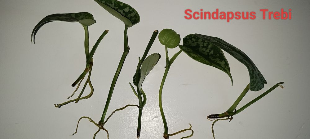 Epipremnum / philodendron
