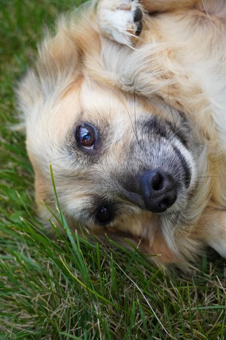 Mucha - mała, poczciwa seniorka w typie długowłosej chihuahua szuka domu