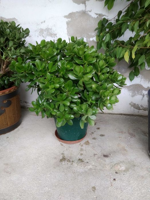 Diversas Suculentas em flor