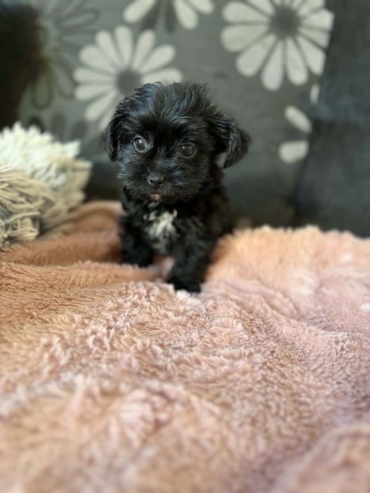 Black czarny york yorkshire terrier chłopiec John
