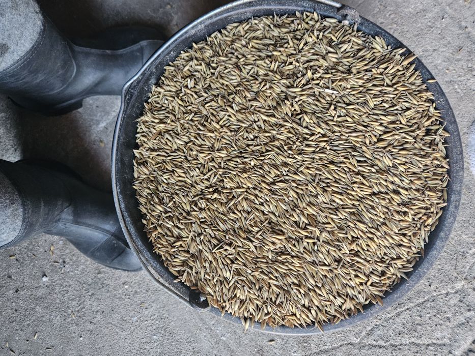 Sprzedam owies 25 ton