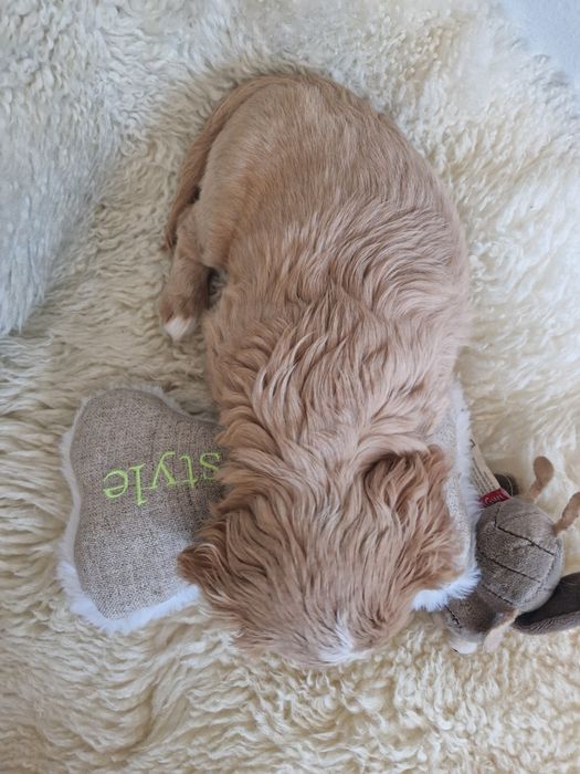 Cavalier sunia z rodowodem