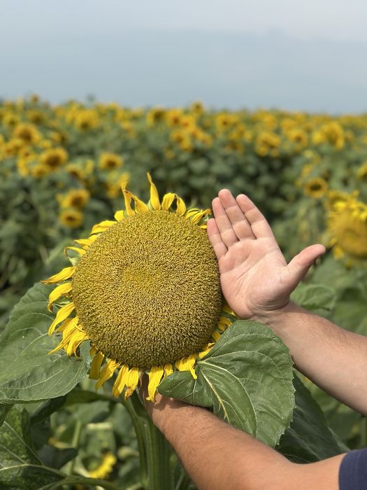 Насіння соняшнику. Посівний матеріал. Гібрид під Євро-Лайтинг
