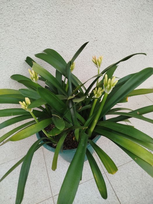 Planta  com flor vermelha