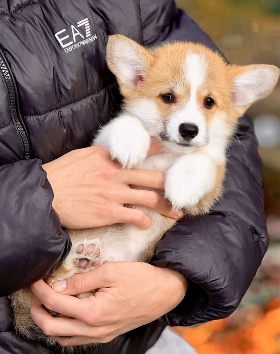 Вельш корги пемброк