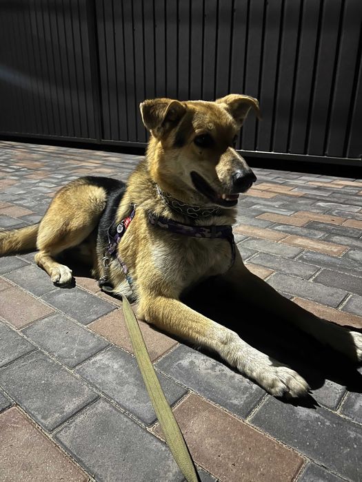 Віддаємо песика у гарні руки