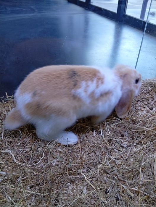 Coelho Belier muito fofo